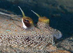 Leopard flounder taken at Campsite 3, Ras Mohamed Park. by Nikki Van Veelen 